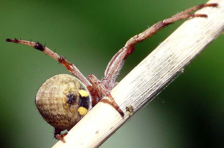 Araneus hamiltoni