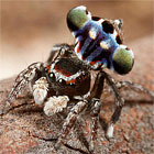 Maratus harrisi