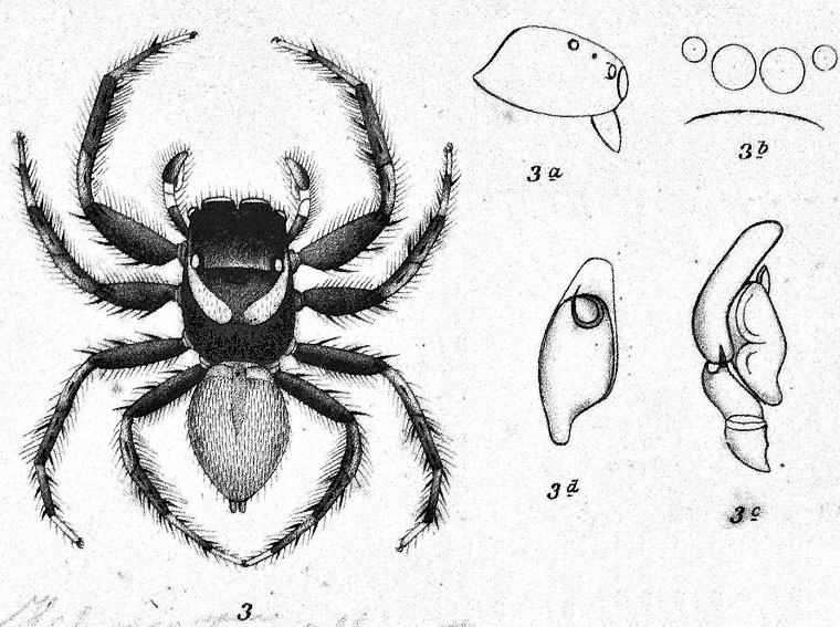 Hypoblemum albovittatum