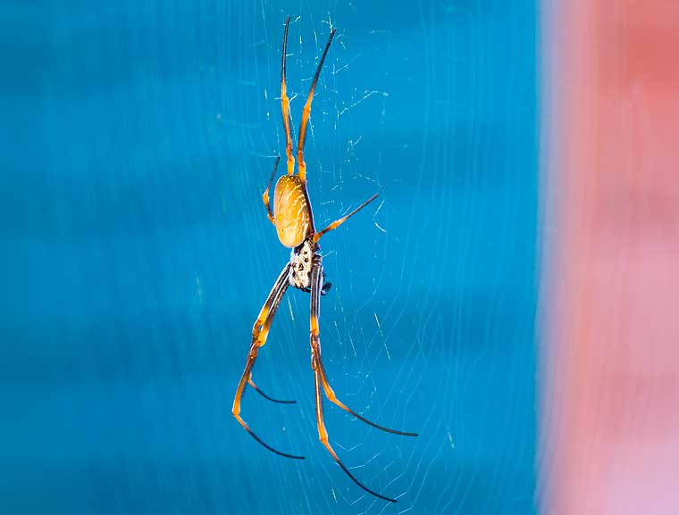 Golden Orb Weaver