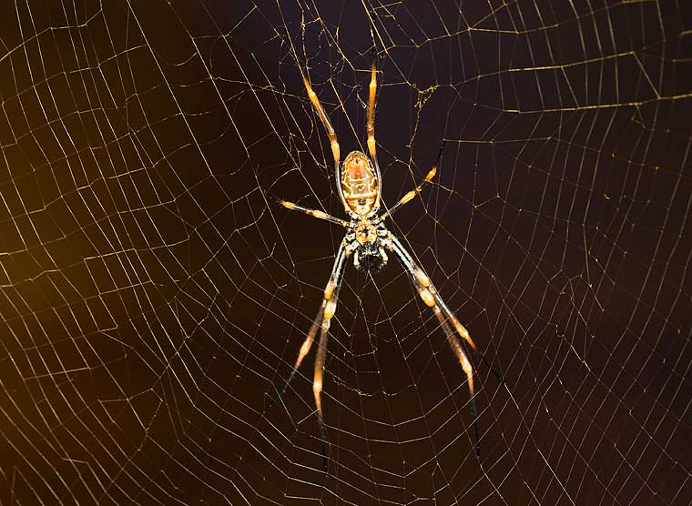 Golden Orb Weaver