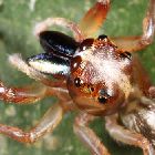Unidentified Salticid Jumping Spider