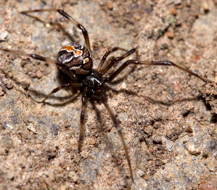 Latrodectus hasselti  