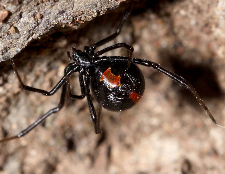 Latrodectus hasselti  