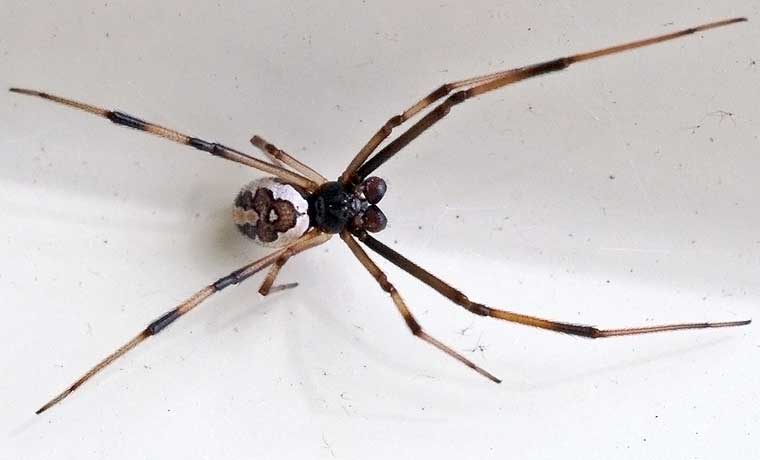 Latrodectus hasselti Red Back Spider