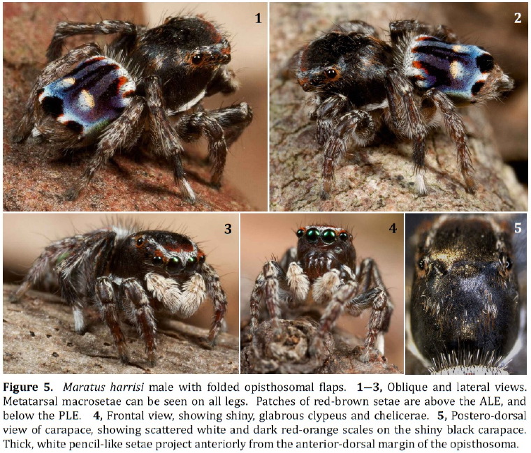 Maratus harrisi