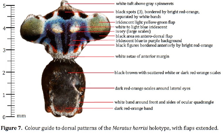 Maratus harrisi