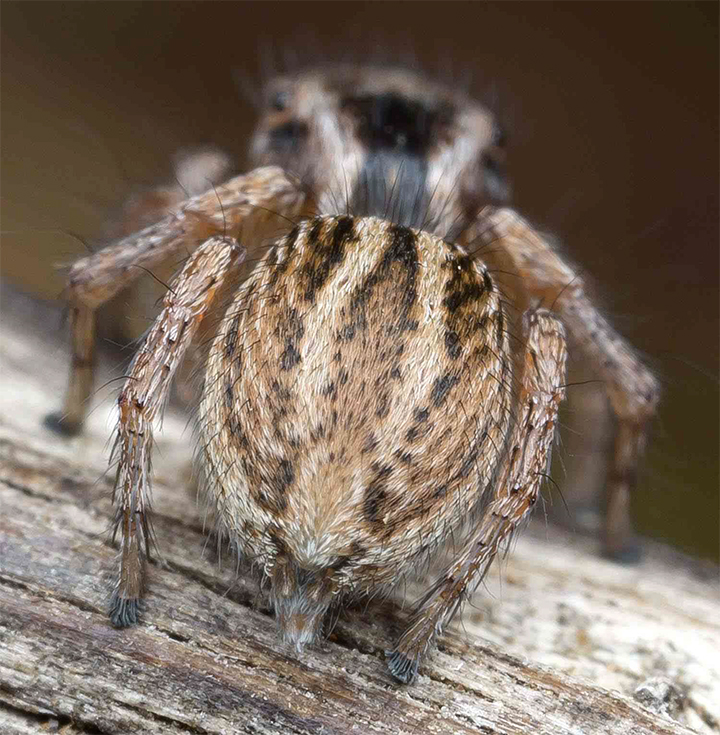 Salticidae Maratus aurantius