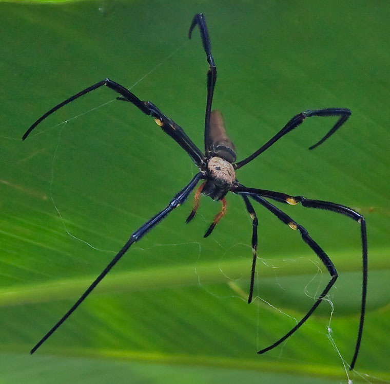 Nephila pilipes