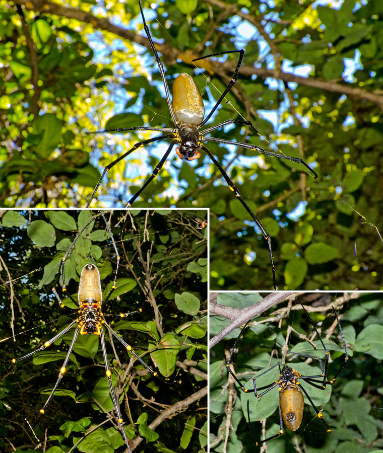 Nephila pilipes