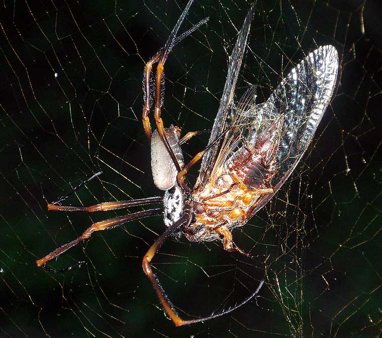 Nephila plumipes