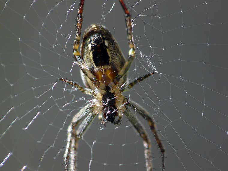 Bush Orb Weaver