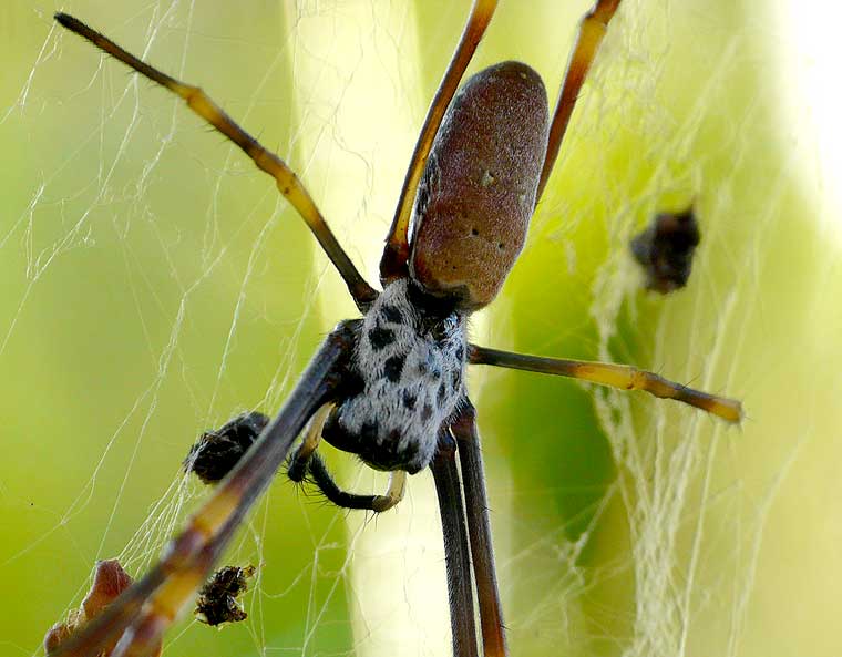 Nephila