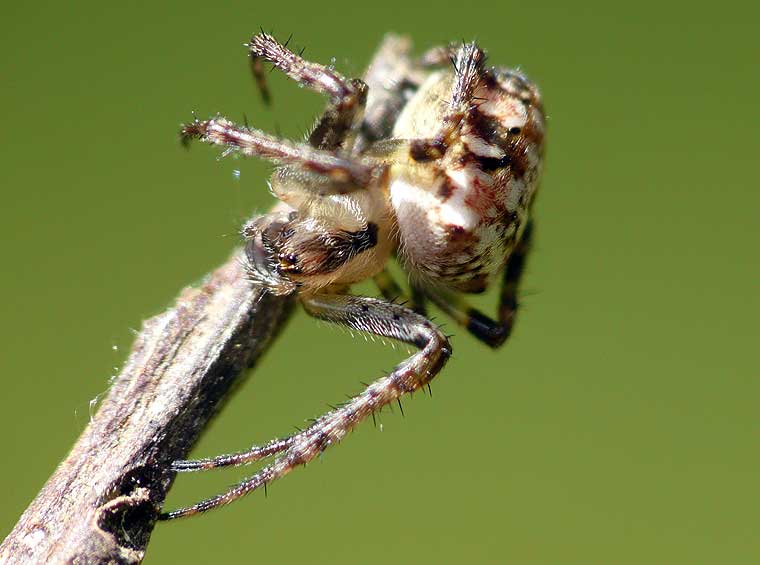 Spider Eriophora sp Bush Orb Weaver