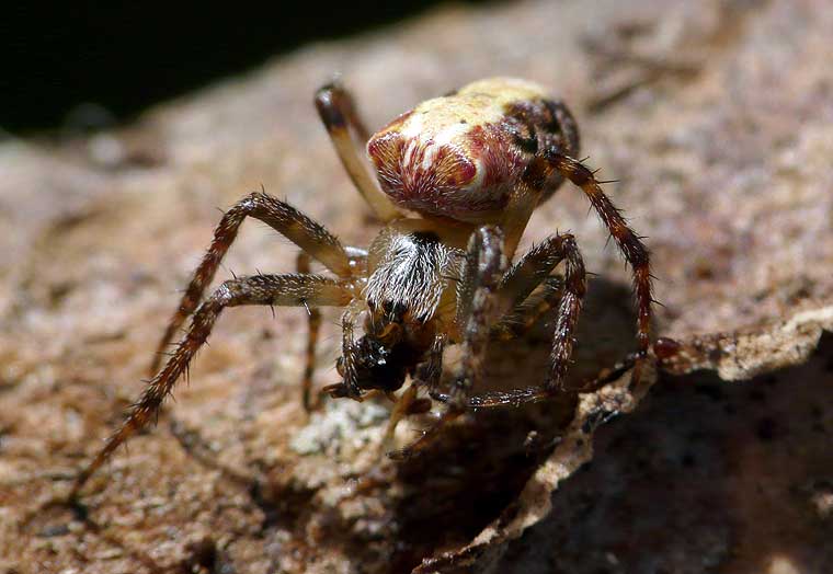 Araneus eburnus