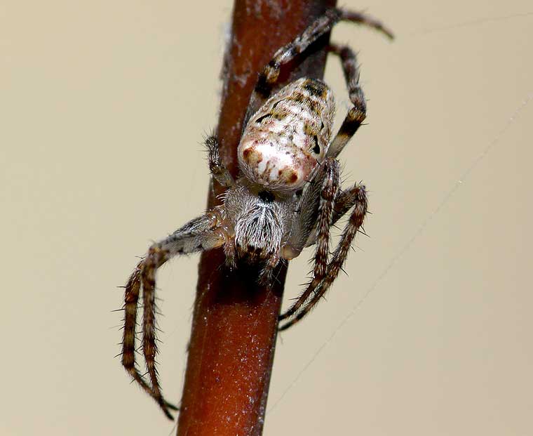 Araneus eburnus