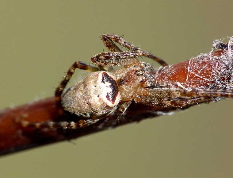 Araneus eburnus