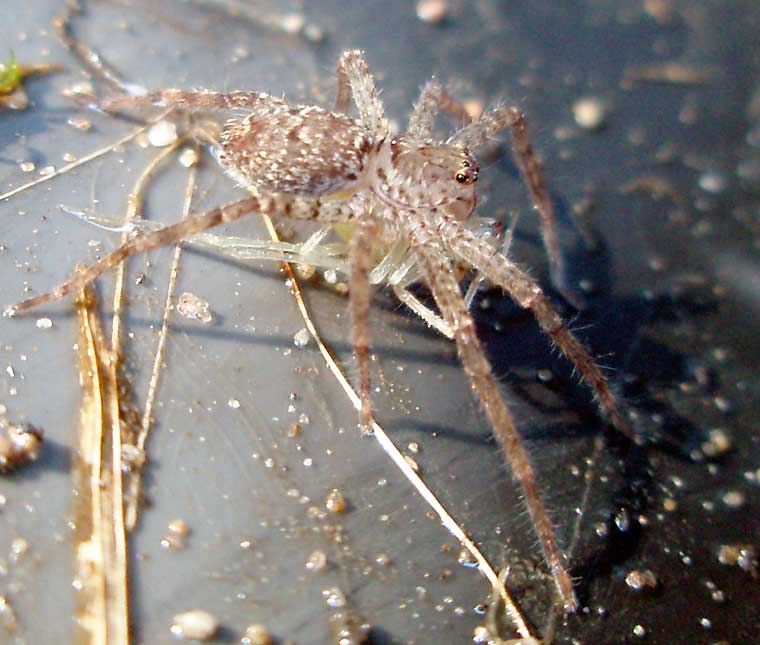 Huntsman Spider Sparassidae 