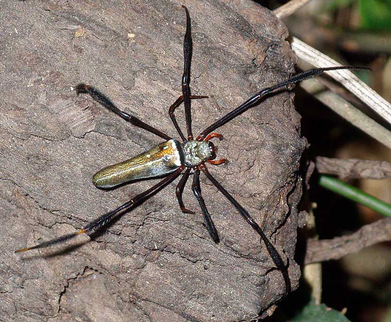 Nephila pilipes