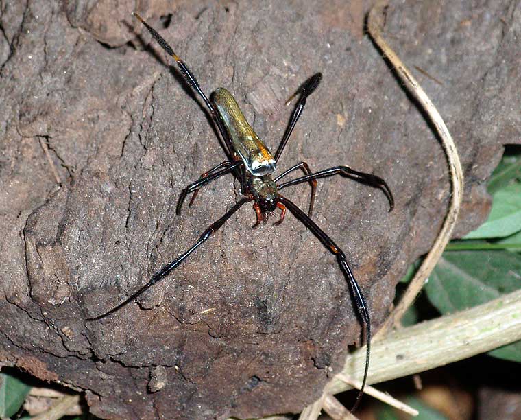 Nephila pilipes