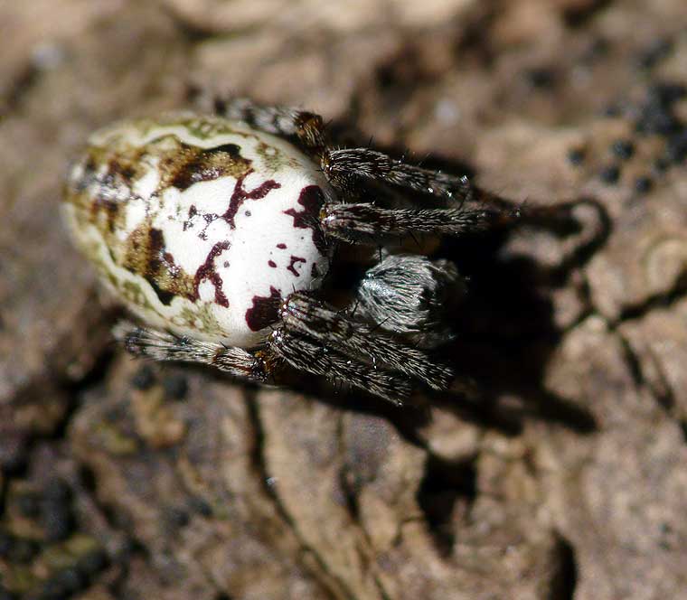 Araneus eburnus