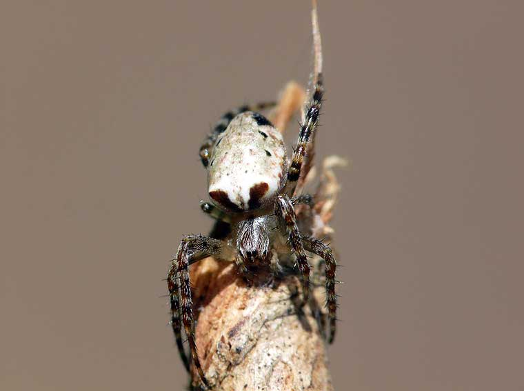 Araneus eburnus
