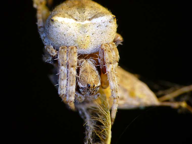 Araneus arenaceus