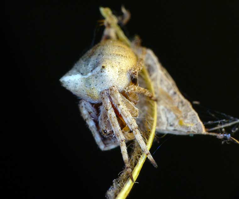 Araneus arenaceus