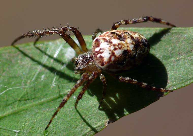 Araneus eburnus