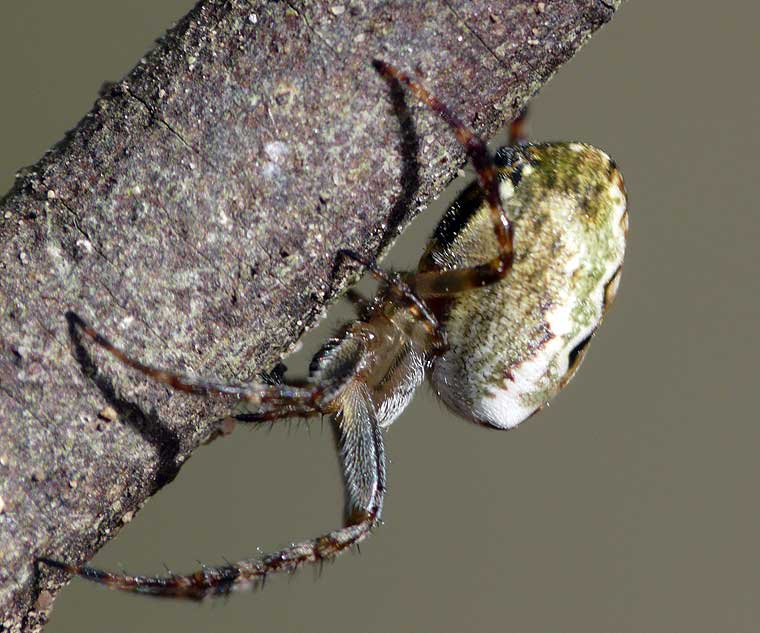 Araneus eburnus