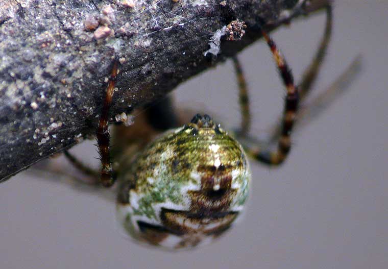 Araneus eburnus