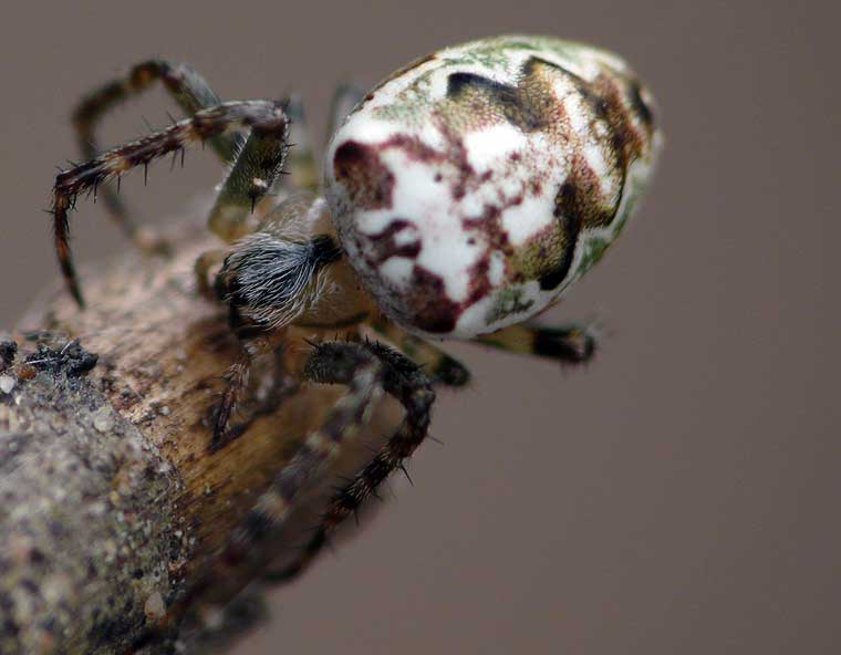 Araneus eburnus