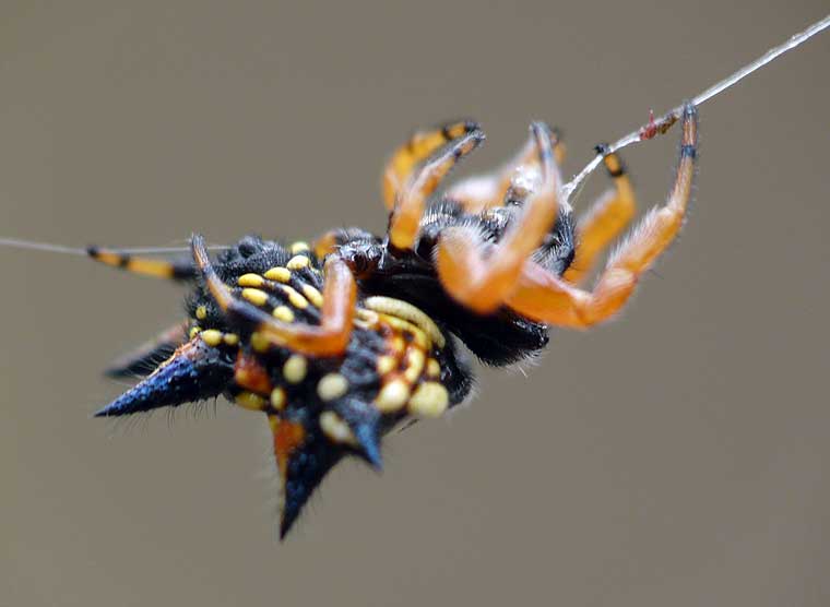 Austracantha minax