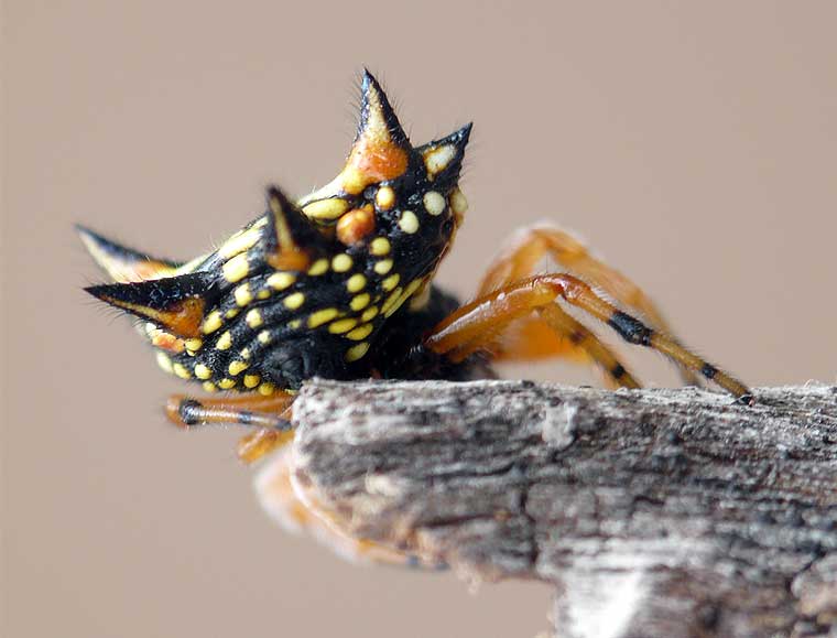 Austracantha minax