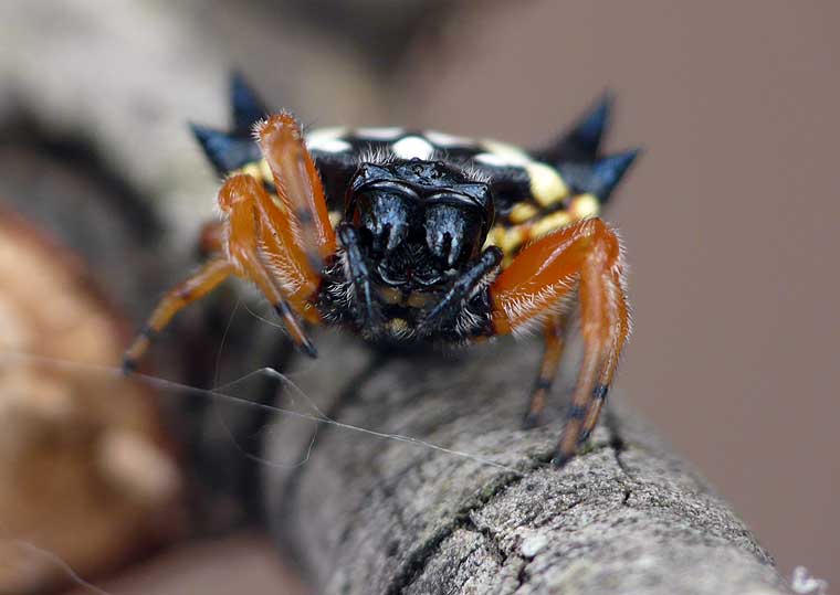 Austracantha minax