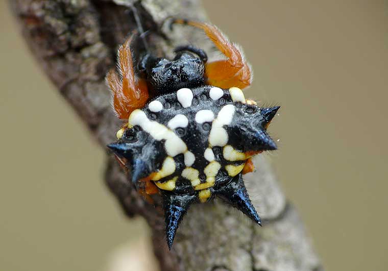 Austracantha minax