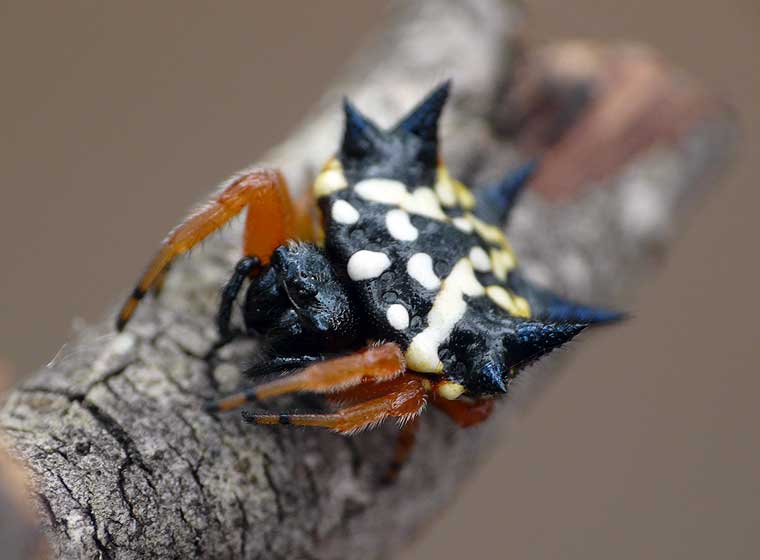 Austracantha minax