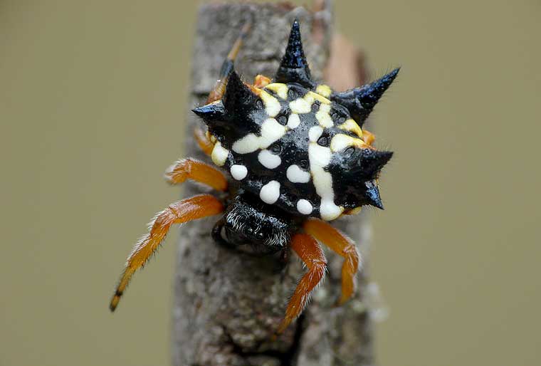 Austracantha minax