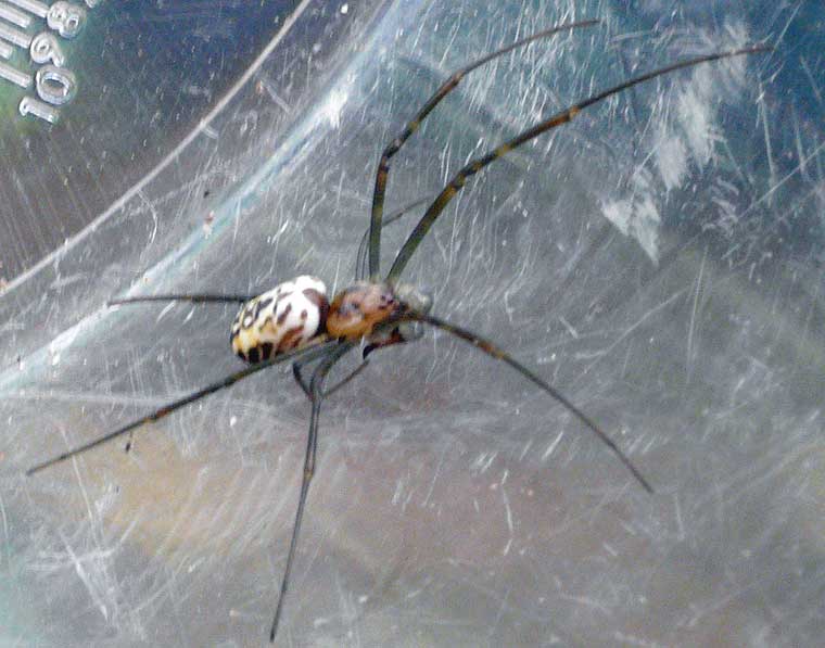 Nephila plumipes