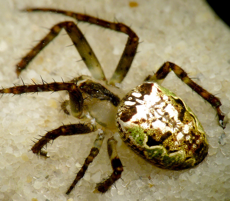 'Araneus' eburnus 8710