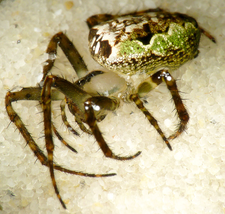 'Araneus' eburnus 8710