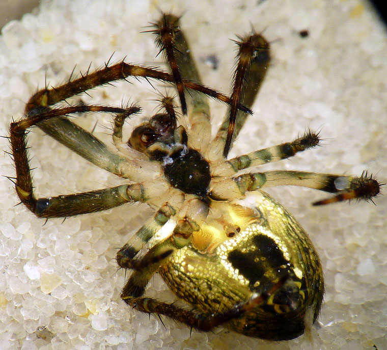 'Araneus' eburnus 8710