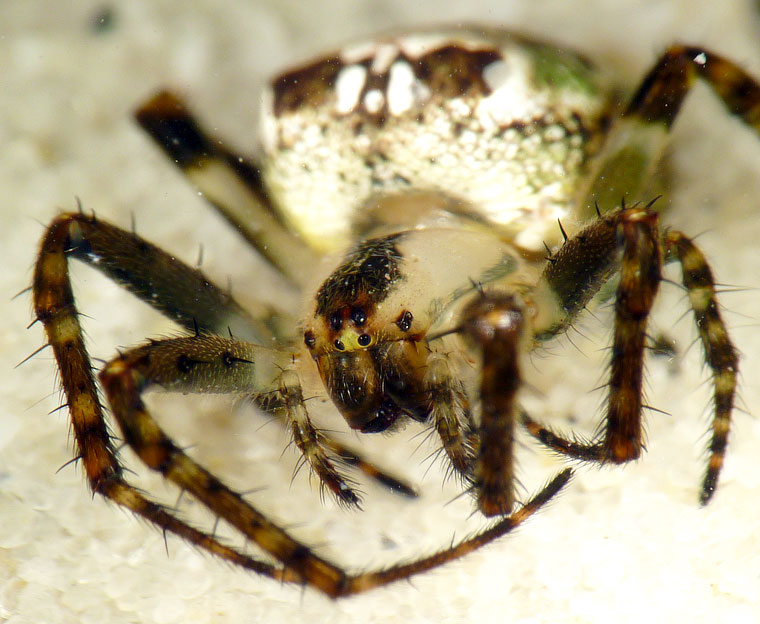 'Araneus' eburnus 8710