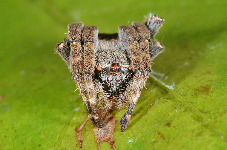 Araneidae Araneinae Parawixia dehaanii