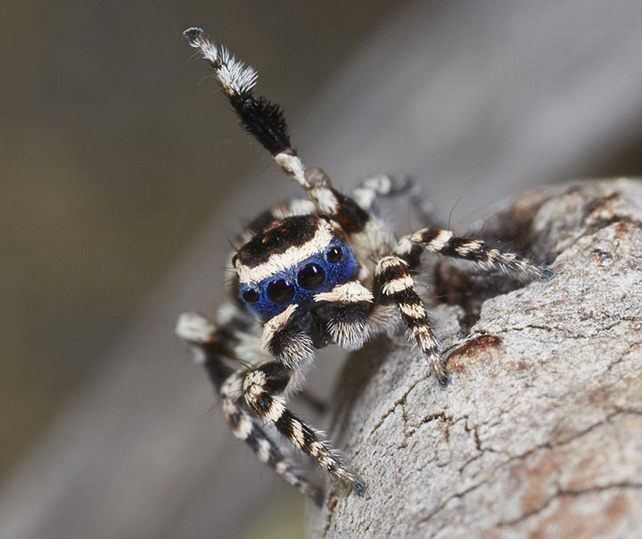 Salticidae Maratus personatus