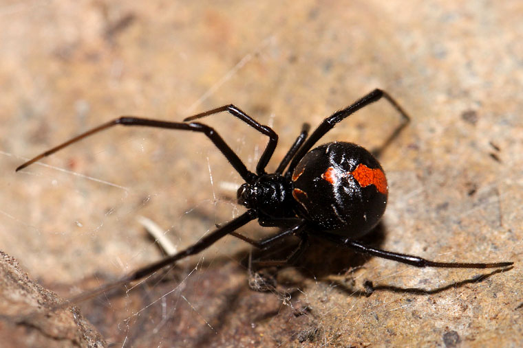 Latrodectus hasselti  