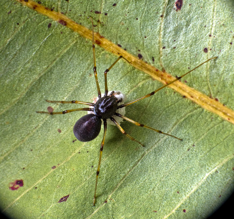 Scytodes fusca