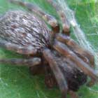 Badumna insignis (Black House Spider)
