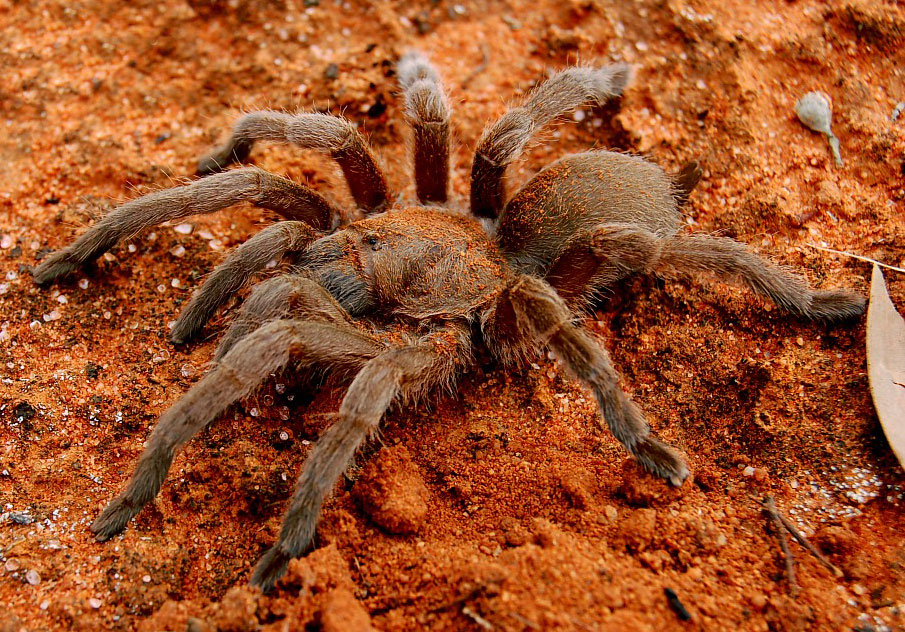 Selenocosmia stirlingi Hogg, 1901 Australian Whistling Spider