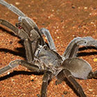 Selenocosmia stirlingi Hogg, 1901 Australian Whistling Spider